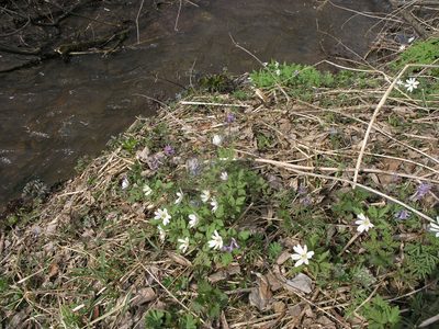Corydalis subjenisseensis, photographed by Oleg Kosterin