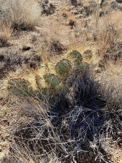 Opuntia martiniana, photographed by CK2AZ