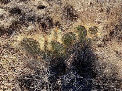 Opuntia martiniana, photographed by CK2AZ