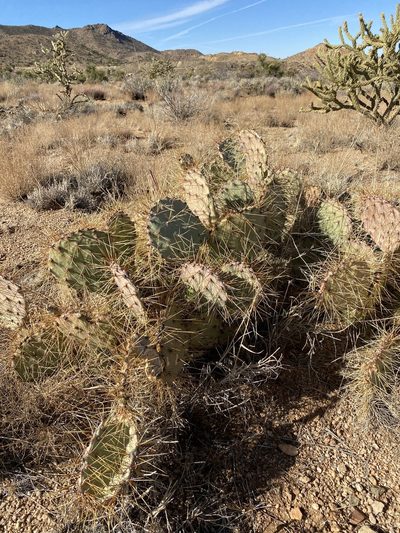 Opuntia martiniana, photographed by CK2AZ