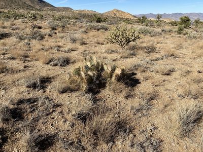 Opuntia martiniana, photographed by CK2AZ