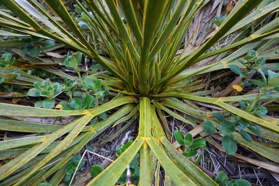 Aciphylla horrida, photographed by Alice Shanks