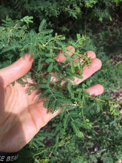 Acacia pubescens, photographed by Thomas Mesaglio