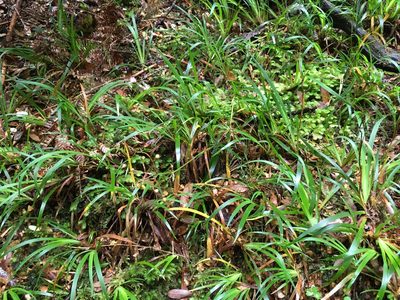 Libertia pulchella, photographed by Miguel de Salas
