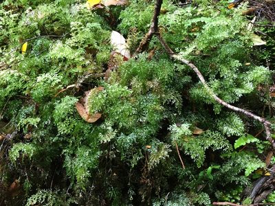 Hymenophyllum australe, photographed by Miguel de Salas