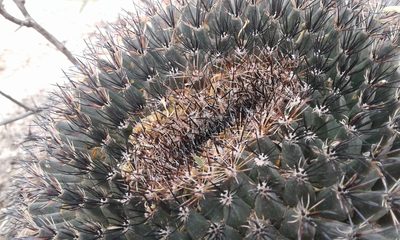 Mammillaria grusonii, photographed by Alejandro Sigala Chávez