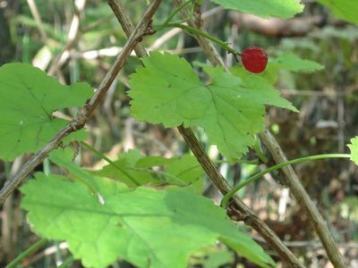 Ribes mandshuricum, photographed by Repina Tatyana
