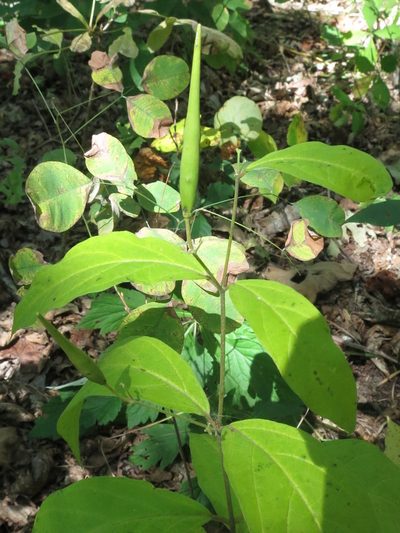 Vincetoxicum acuminatifolium, photographed by Repina Tatyana