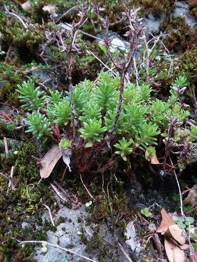 Sedum radiatum, photographed by Kayla Sweeten