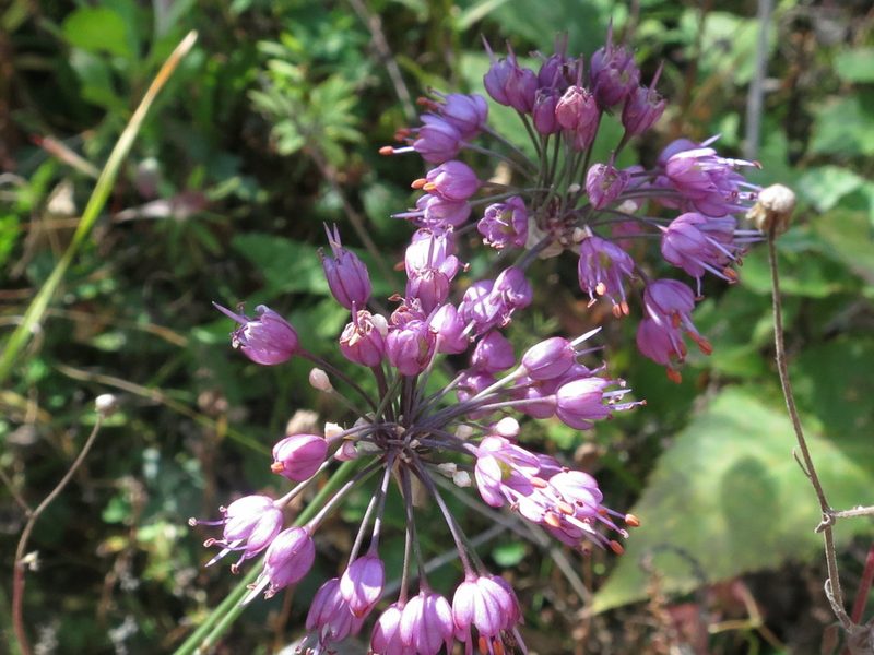 Allium sacculiferum, photographed by Repina Tatyana