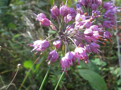 Allium sacculiferum, photographed by Repina Tatyana