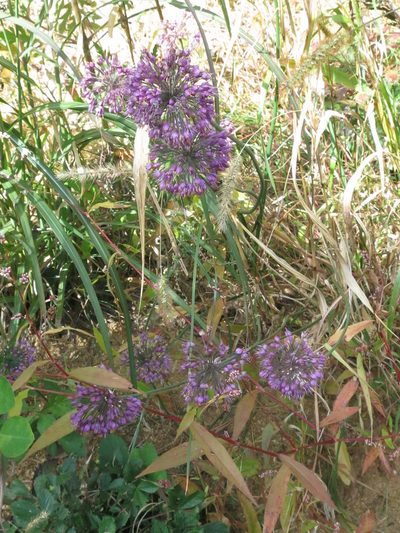 Allium sacculiferum, photographed by Repina Tatyana