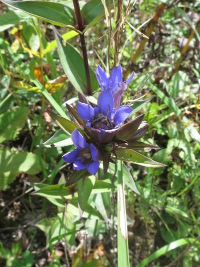 Gentiana scabra, photographed by Repina Tatyana