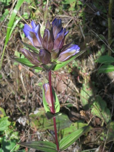 Gentiana scabra, photographed by Repina Tatyana