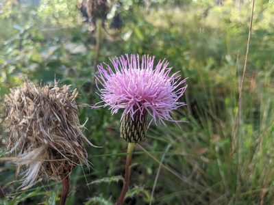 Cirsium repandum, photographed by Austin Pursley