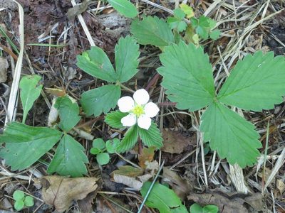 Fragaria orientalis, photographed by Repina Tatyana