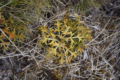 Aciphylla hookeri, photographed by Alice Shanks