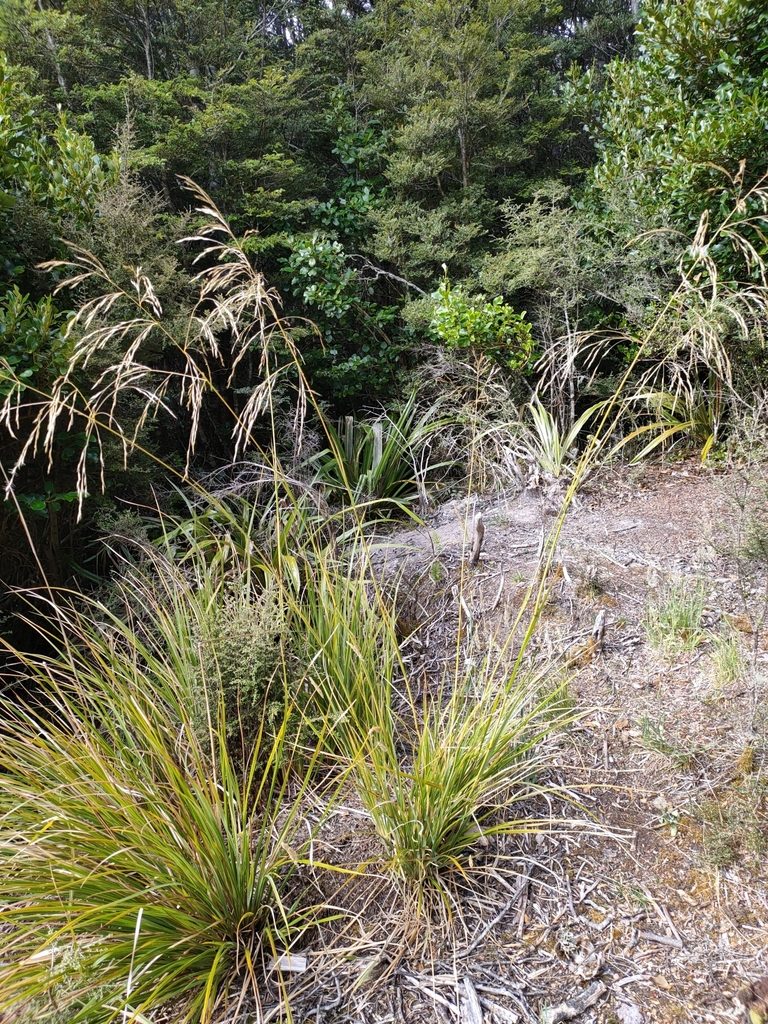 Chionochloa cheesemanii, photographed by William Kenneth Wayne Godsoe