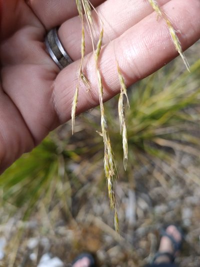 Chionochloa cheesemanii, photographed by William Kenneth Wayne Godsoe
