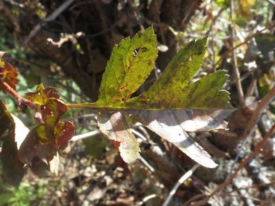 Crataegus pinnatifida, photographed by Repina Tatyana