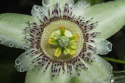 Passiflora adenopoda, photographed by Daniel Mesa