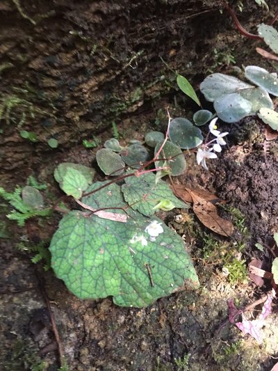 Begonia sinuata, photographed by Scott Loarie