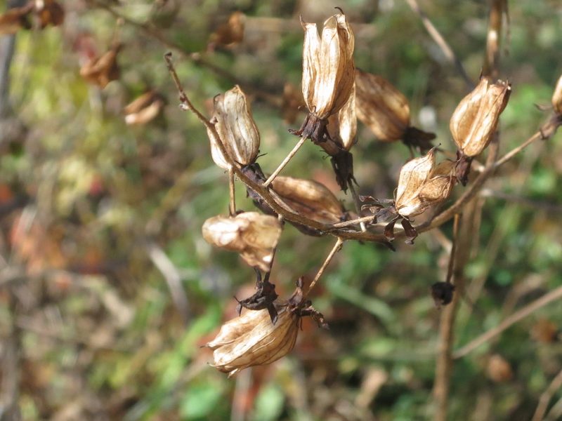 Veratrum maackii, photographed by Repina Tatyana