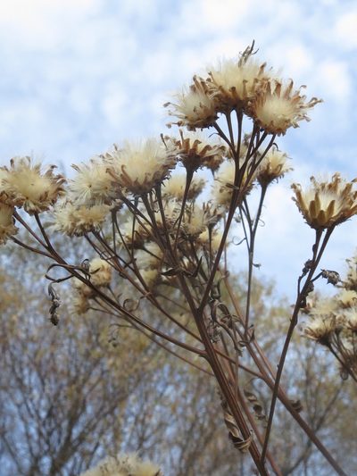 Saussurea pulchella, photographed by Repina Tatyana