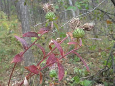 Cirsium vlassovianum, photographed by Repina Tatyana