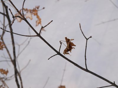 Acer pictum, photographed by Repina Tatyana