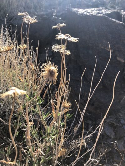 Xylorhiza cognata, photographed by Melanie J. Davis