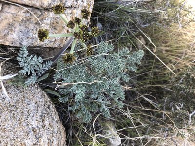 Lomatium mohavense, photographed by Melanie J. Davis