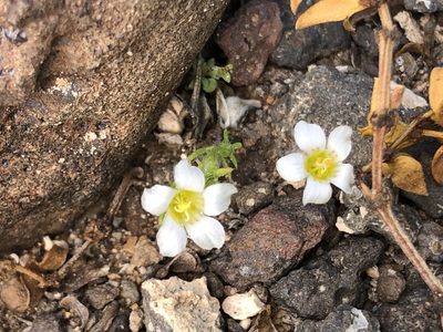 Linanthus demissus, photographed by Melanie J. Davis