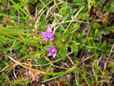 Gentianella anisodonta, photographed by Luca Fornasari