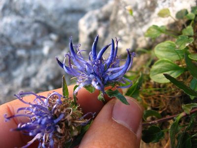 Phyteuma sieberi, photographed by Luca Fornasari