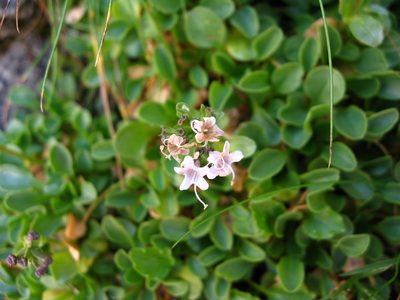 Valeriana supina, photographed by Luca Fornasari