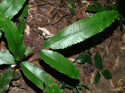 Diplazium ketagalaniorum, photographed by Jacy Chen