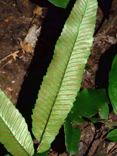 Diplazium ketagalaniorum, photographed by Jacy Chen