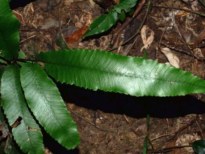 Diplazium ketagalaniorum, photographed by Jacy Chen