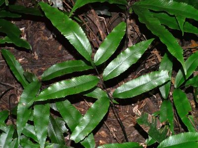 Diplazium ketagalaniorum, photographed by Jacy Chen