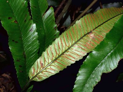 Diplazium ketagalaniorum, photographed by Jacy Chen