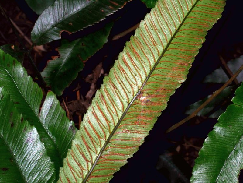 Diplazium ketagalaniorum, photographed by Jacy Chen