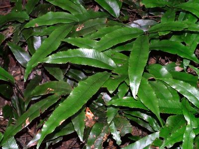 Diplazium ketagalaniorum, photographed by Jacy Chen