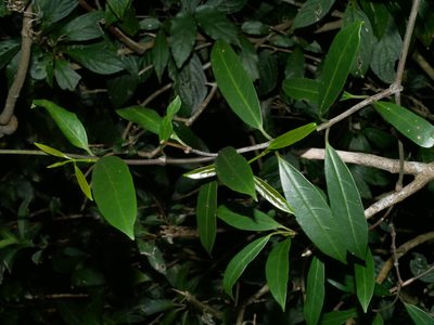 Anodendron affine, photographed by Jacy Chen