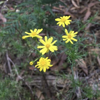 Senecio pinnatifolius, photographed by yatesy