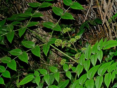 Aralia armata, photographed by Jacy Chen