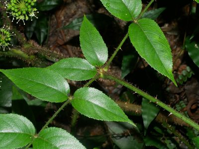 Aralia armata, photographed by Jacy Chen
