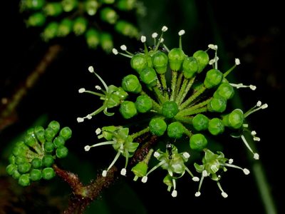 Aralia armata, photographed by Jacy Chen