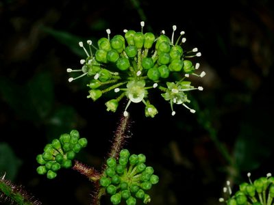 Aralia armata, photographed by Jacy Chen