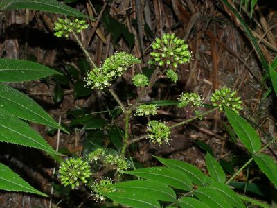 Aralia armata, photographed by Jacy Chen